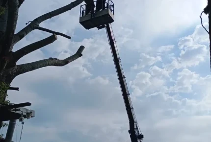 Обрезка деревьев