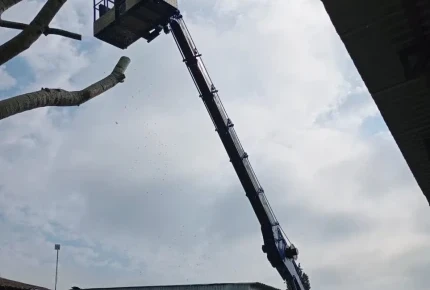 Обрезка деревьев